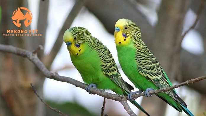 Vẹt hong kong có giá bao nhiêu hiện nay?